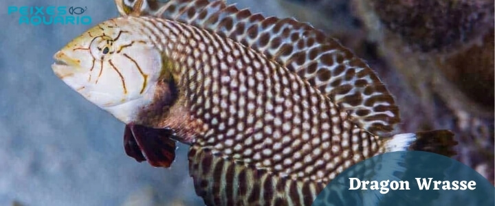 Dragon-Wrasse