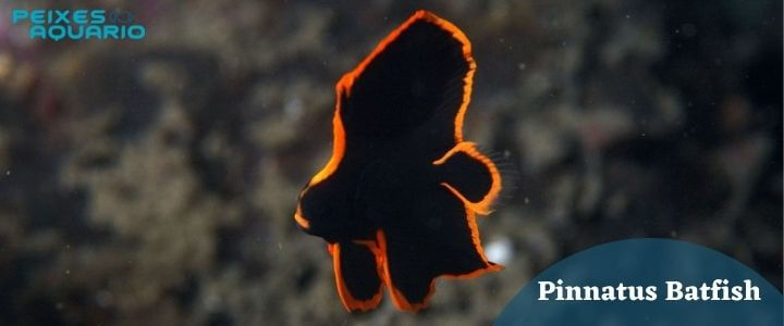 Pinnatus-Batfish